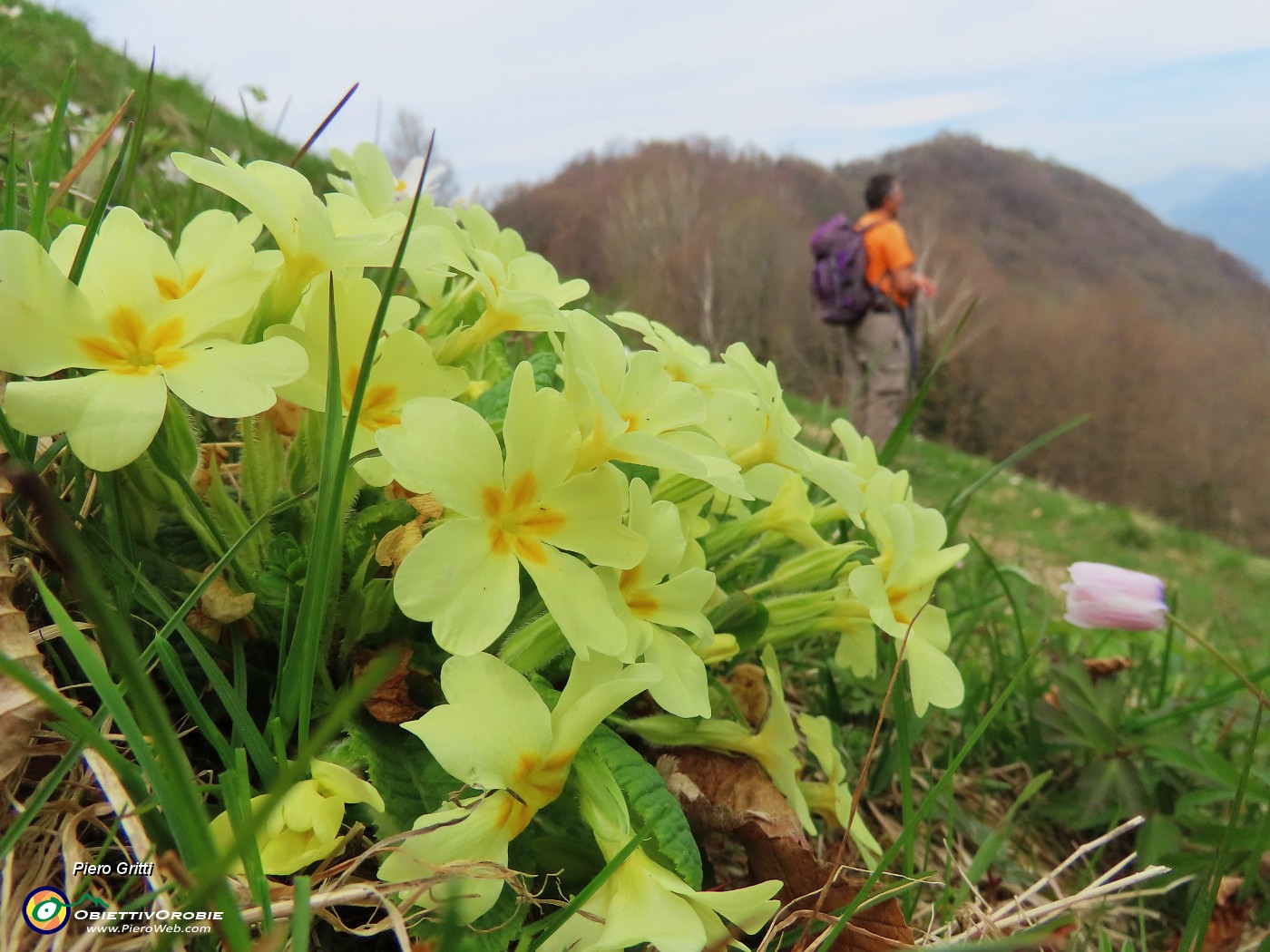 25 Primula vulgaris (Primule).JPG